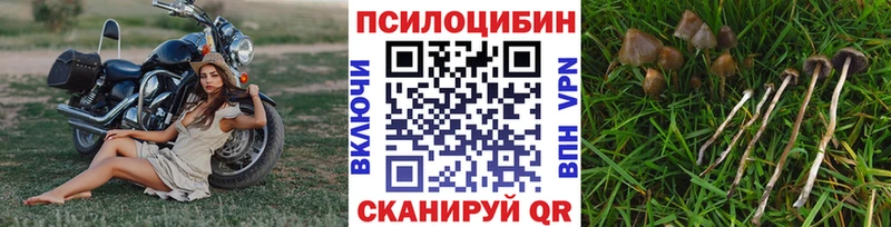 где продают   blacksprut ССЫЛКА  Псилоцибиновые грибы GOLDEN TEACHER  Алатырь 